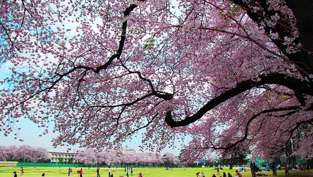 高井戸公園に咲く桜と広場風景